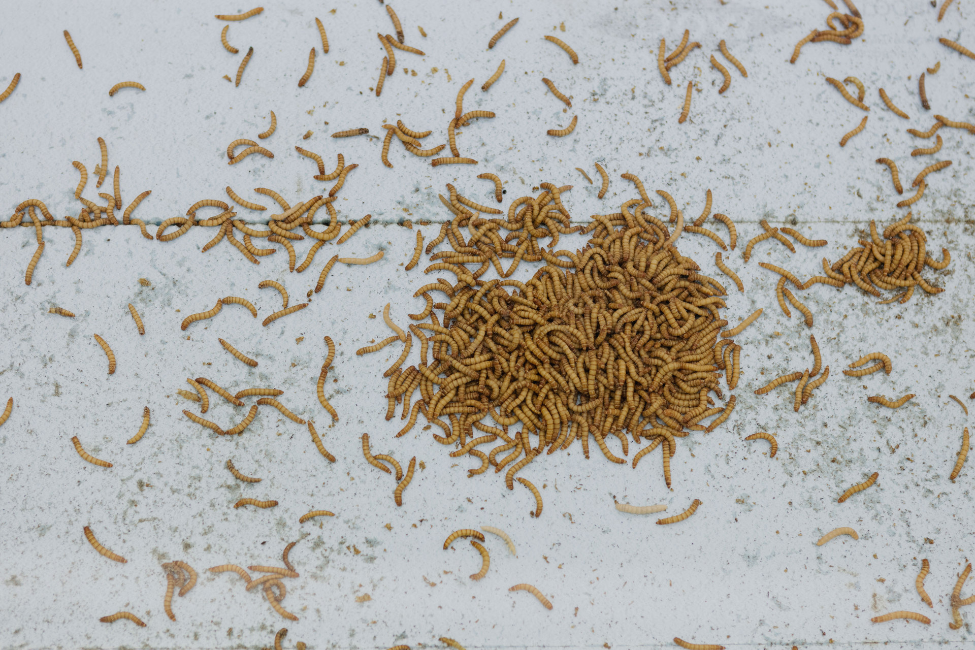 Aude Pariset, GREENHOUSES, 'Promession® #1' [detail], Flaxa underbed, perspex, wheels, Styrofoam, giant mealworms, vents, MDF, 90 x 202 x 31cm, 2016, Cell Project Space