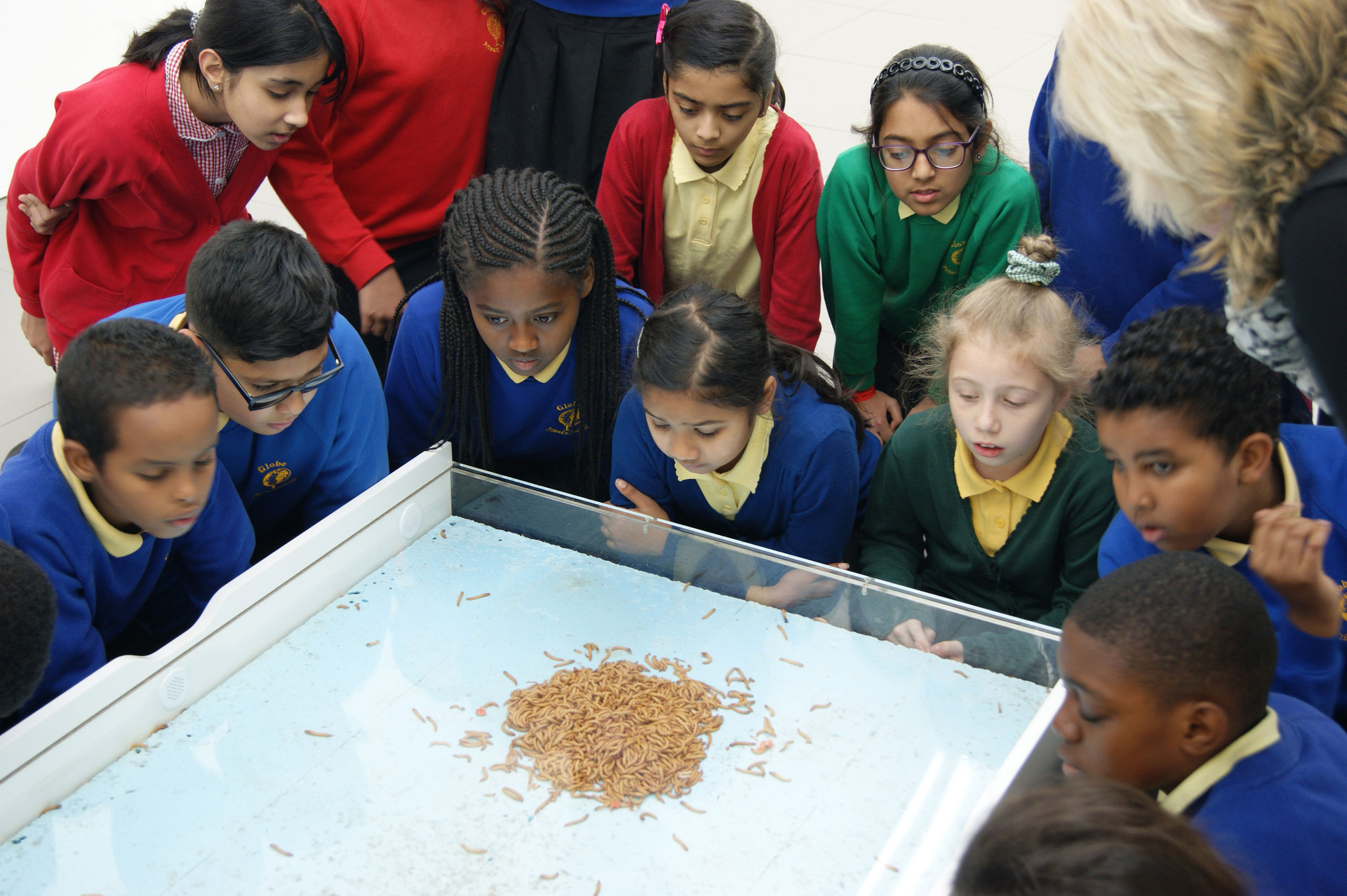 Mowlem & Globe Primary, led by rachael davies, Photography by George Nicolaides