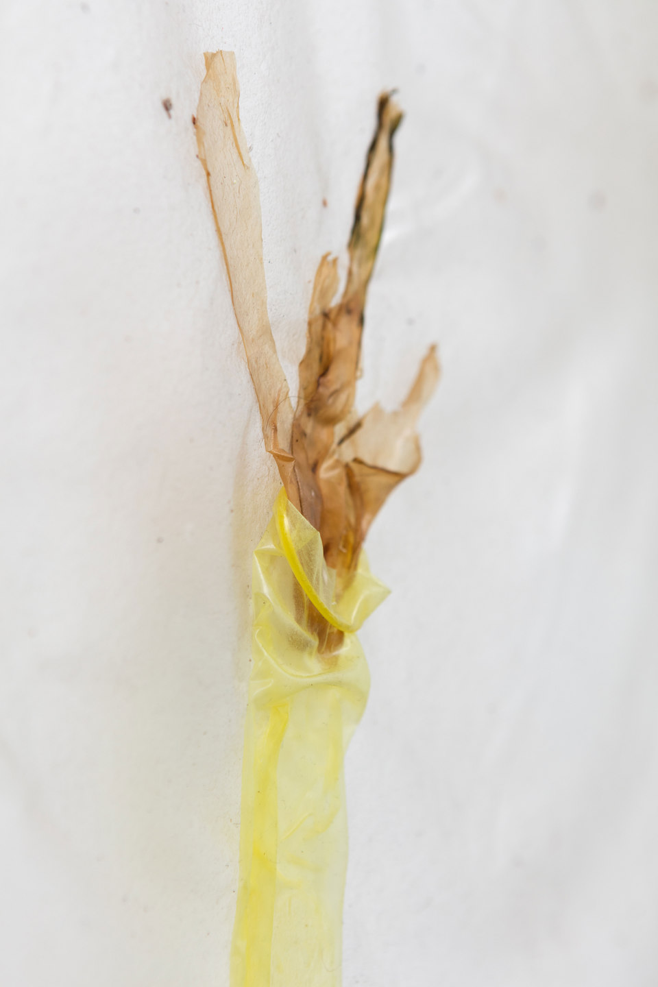 Aude Pariset, GREENHOUSES, 'Flower Maiden (Ecoveg)' [detail], Bioplastic, UV print on bioplastic, laser transfer print, condoms, seaweed, wood, paint, 60 x 90cm, 2016, Cell Project Space