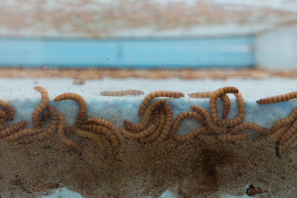 Aude Pariset, GREENHOUSES, 'Promession® #1' [detail], Flaxa underbed, perspex, wheels, Styrofoam, giant mealworms, vents, MDF, 90 x 202 x 31cm, 2016, Cell Project Space